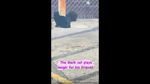 Black cat hunts mouse