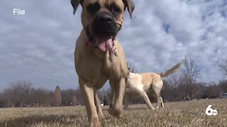 Boise Dog Off-Leash program begins Nov. 1 at 2 city parks