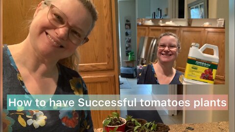 How to grow successful tomato plants from seed!!!