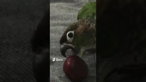 My bird taking a bite out of a cherry 🍒