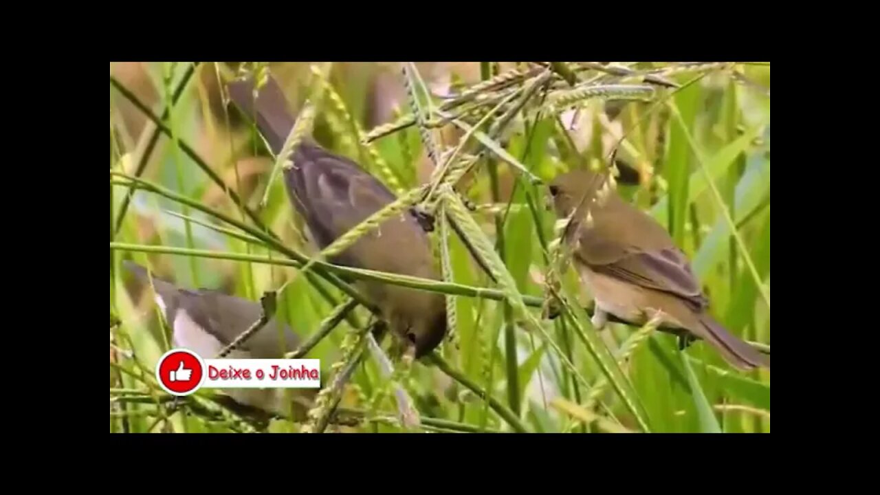 Fiery Collier Female Singing! birds from Brazil