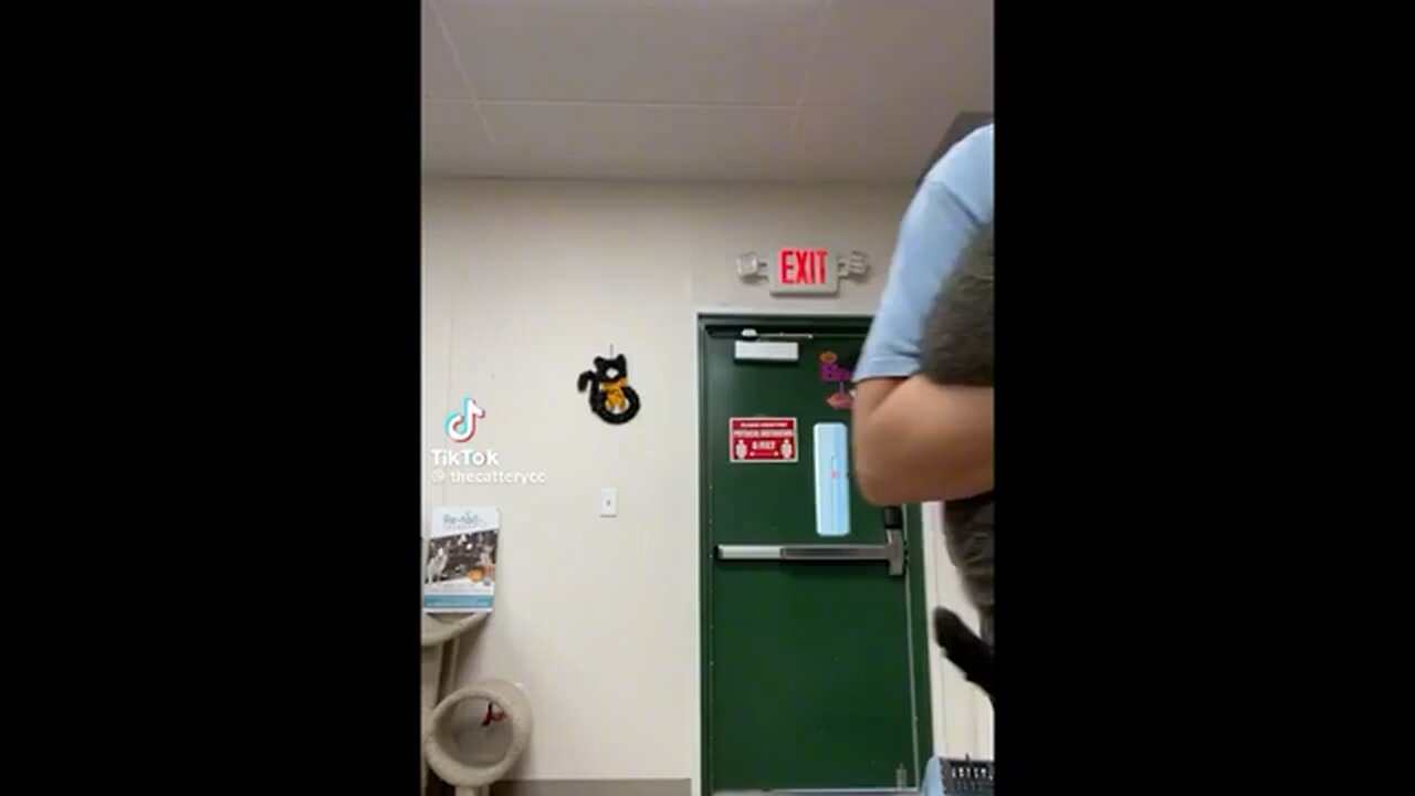 Cutest N Funniest Cats