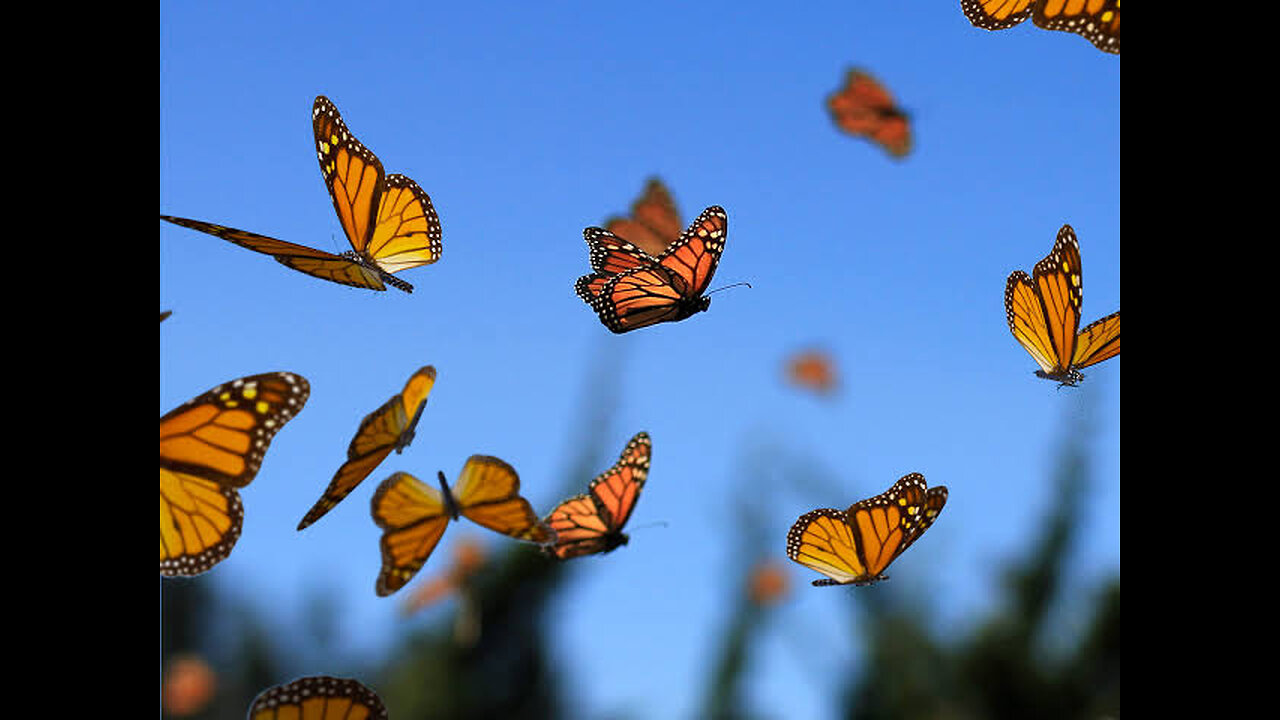 Butterfly
