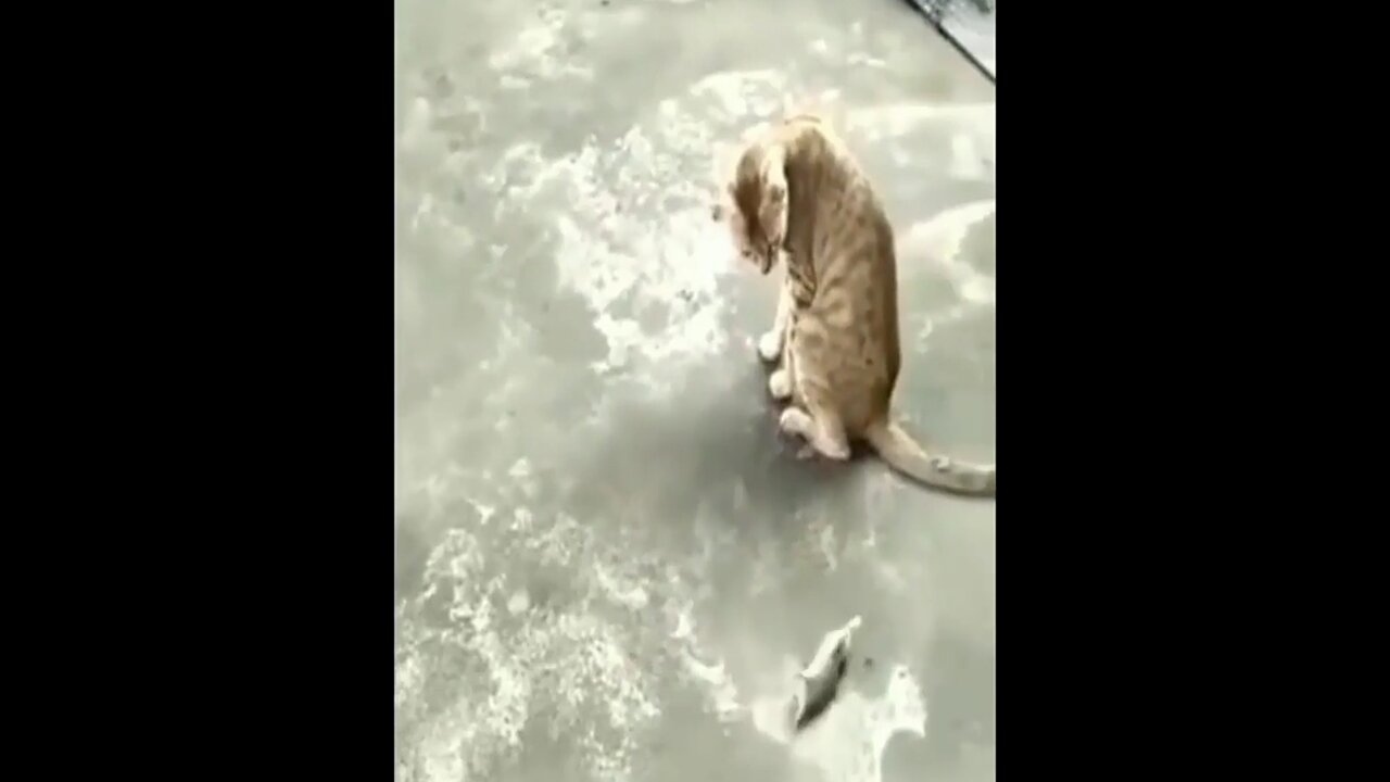 2 great friend cat and rat .Cute cat and rat dancing.