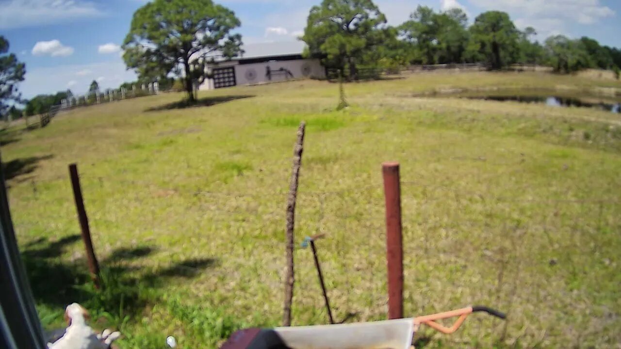 New Easter Gator Watch