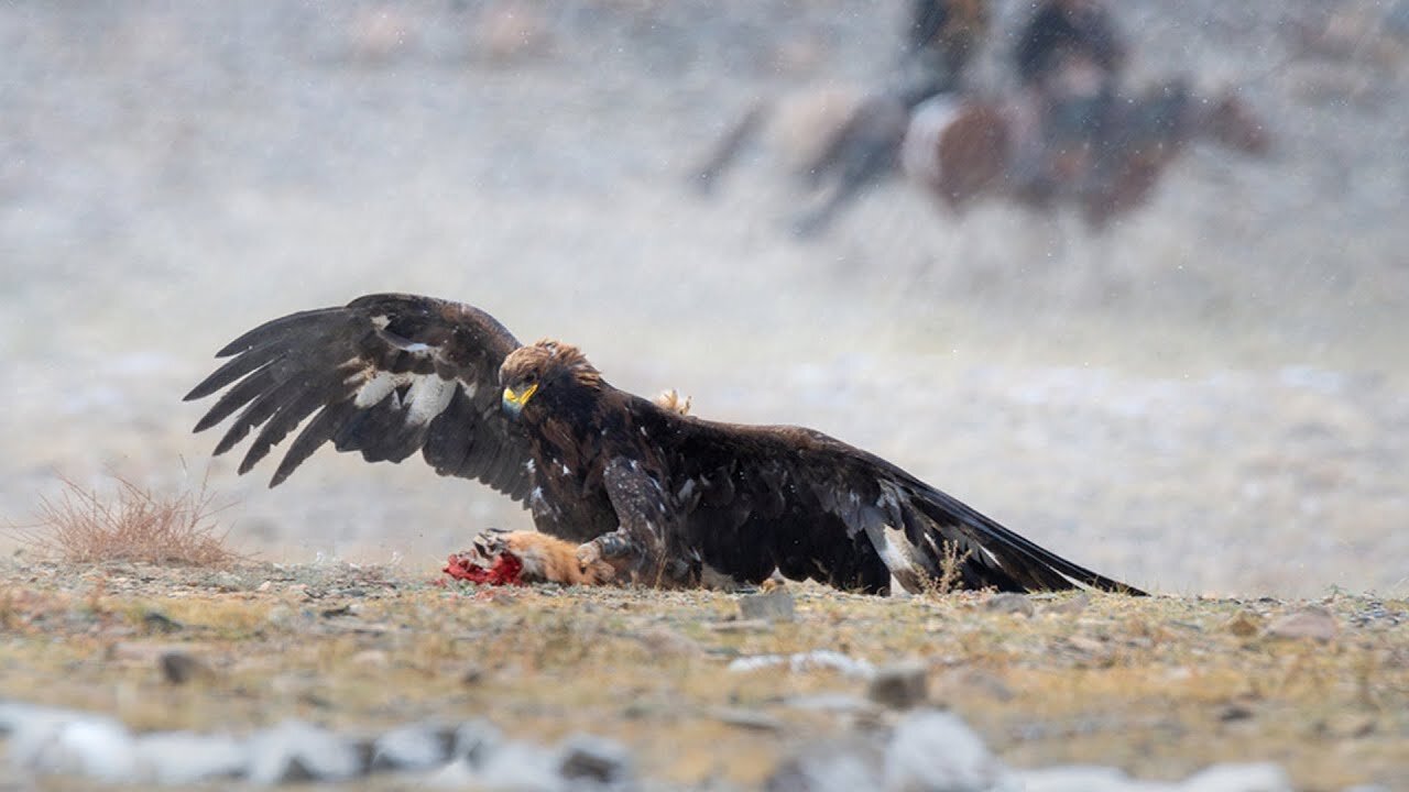 Eagle Attacks Fox In The Wild