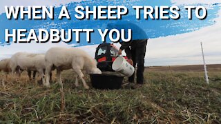 What To Do If Your Sheep Try To Heatbutt You | Father And Son Work Day