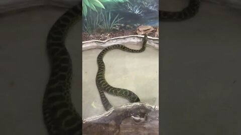 어린이대공원 노랑아나콘다