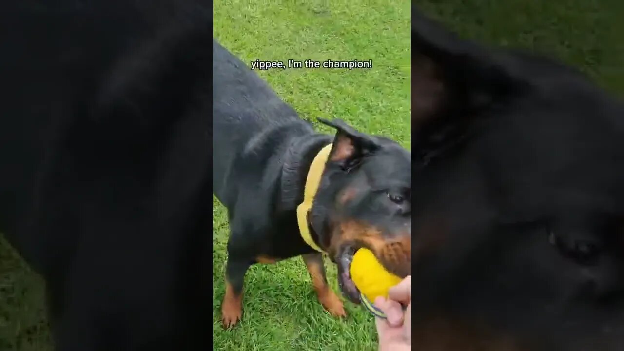 Love playing tug of war 💪 with my daddy ❤️ #Shorts #rottweiler #dogs