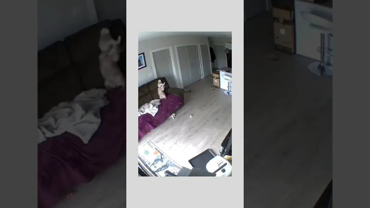 I'm trying to sleep here..🐕🐾🐈💤😂😂