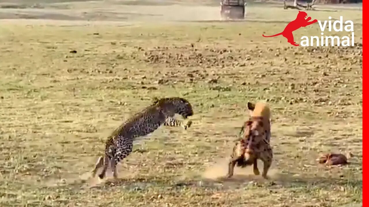 É RARO, LEOPARDO VAI PRA CIMA DE HIENA - VIDA ANIMAL