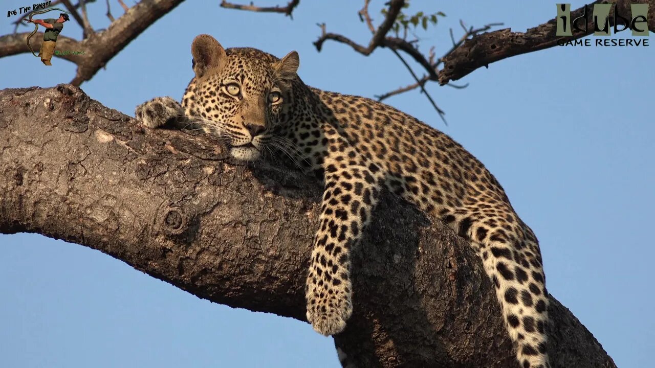 Scotia Female Leopard Showing Off