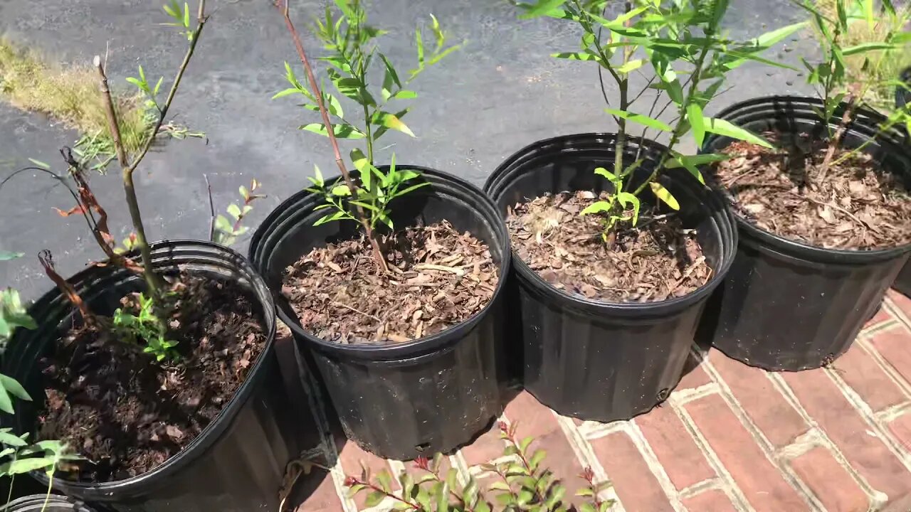 Willows From a Nursery Bed for Erosion Project