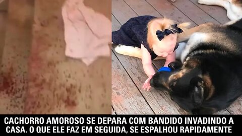 Cachorro amoroso se depara com bandido invadindo a casa. O que ele faz em seguida se espalha