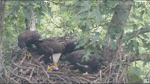 Hays Eagles Mom brings fish in to feed 3 hungry juveniles H13 H14 H15 2021 06 08 8:17AM