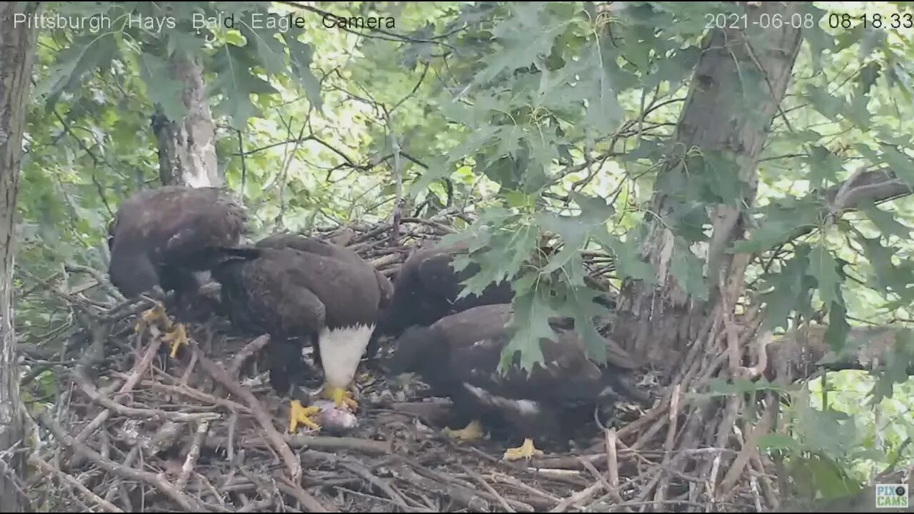 Hays Eagles Mom brings fish in to feed 3 hungry juveniles H13 H14 H15 2021 06 08 8:17AM