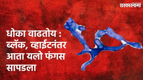 Yellow Fungus : ब्लॅक, व्हाईटनंतर आता यलो फंगस सापडला | Politics | Maharashtra | Sarkarnama