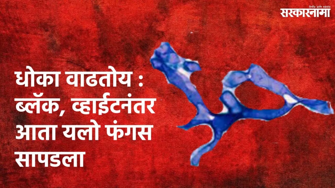 Yellow Fungus : ब्लॅक, व्हाईटनंतर आता यलो फंगस सापडला | Politics | Maharashtra | Sarkarnama