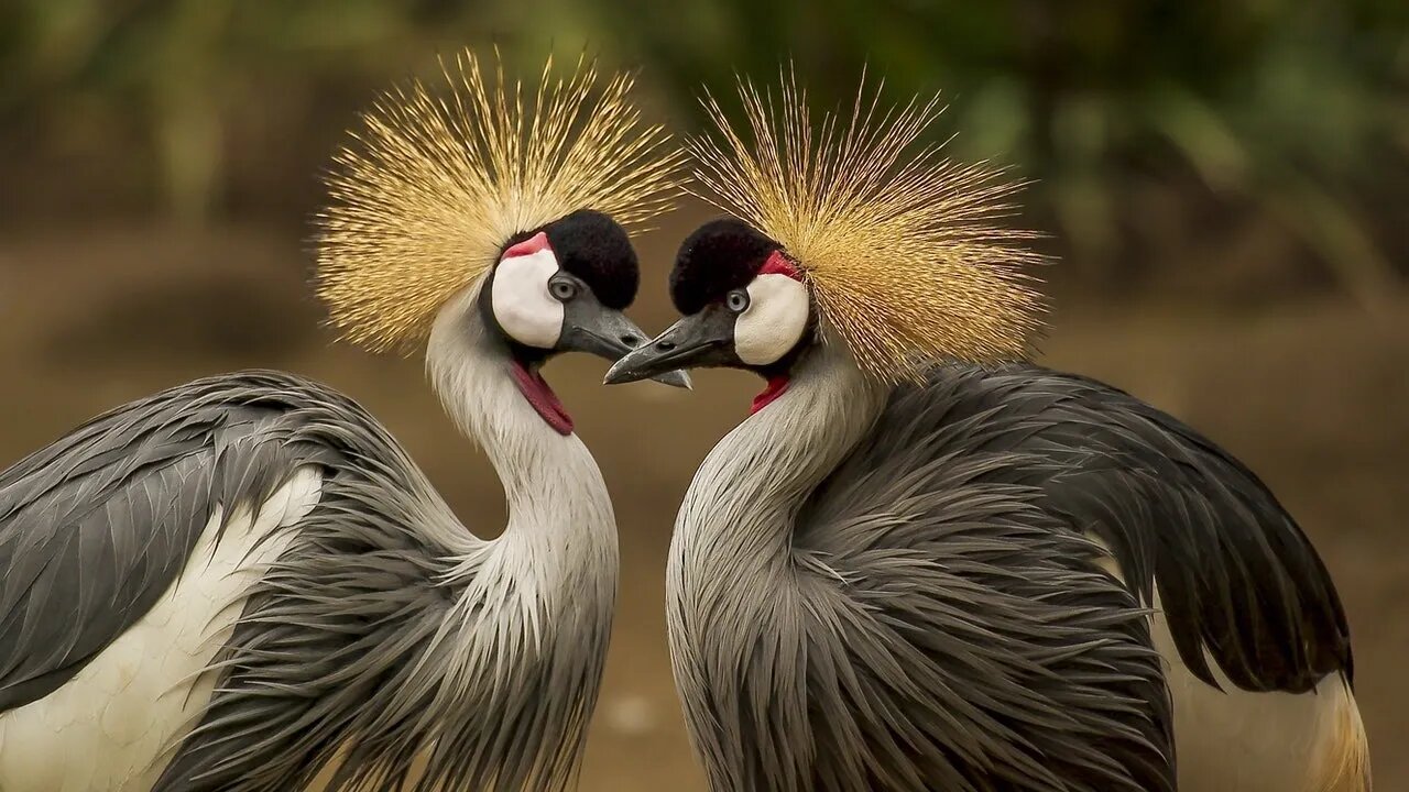 Some of the Most Beautiful Birds in the World 🕊️🐦