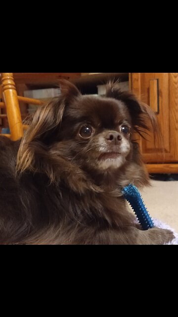 King of the Hill battle