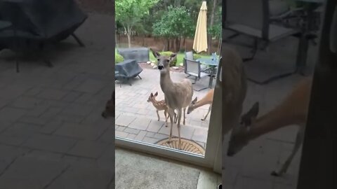 Mama Deer Introduces Her Babies#shorts