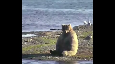 Bear Scratching Himself
