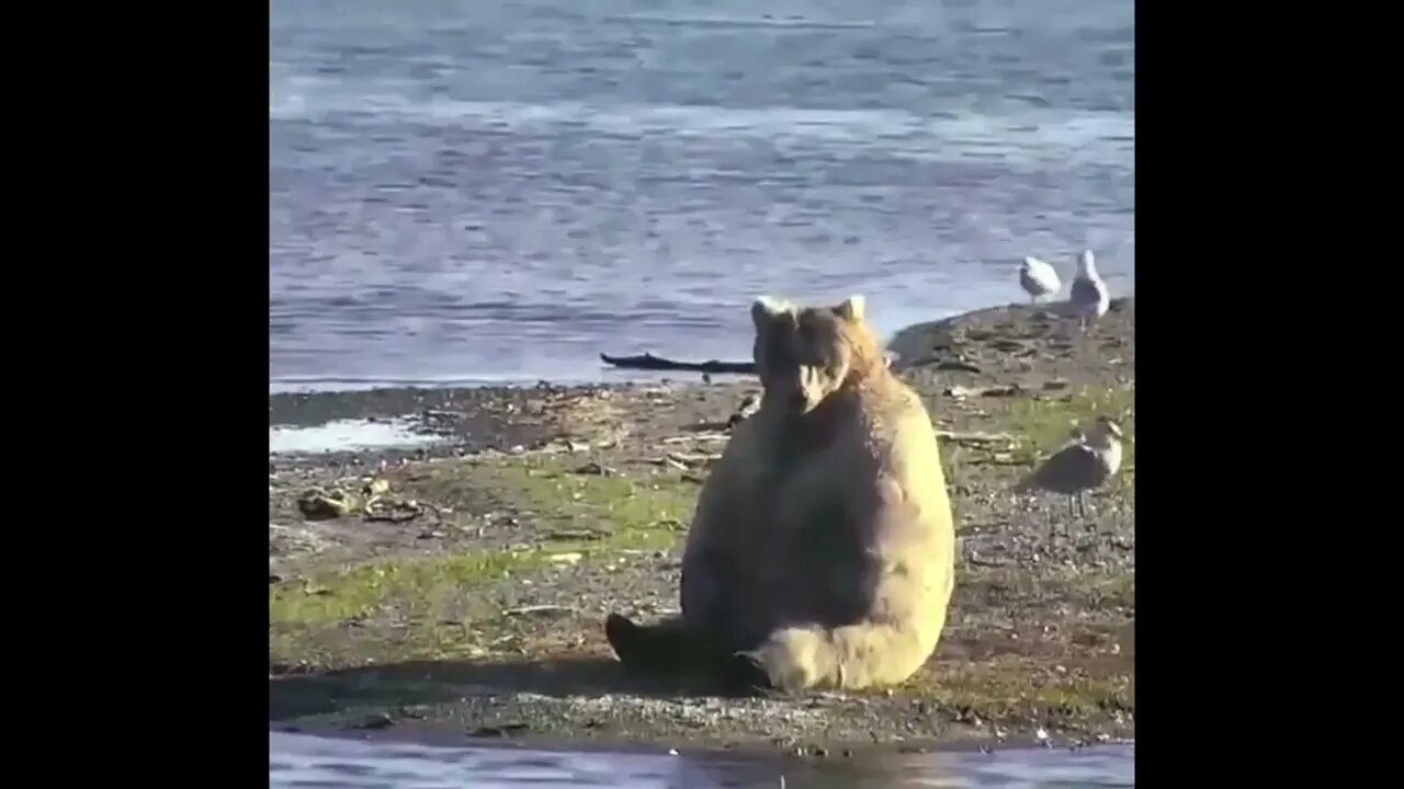 Bear Scratching Himself