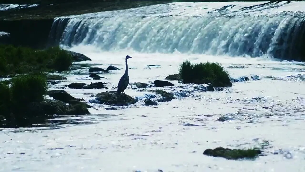 Heron fishing and waiting by a river