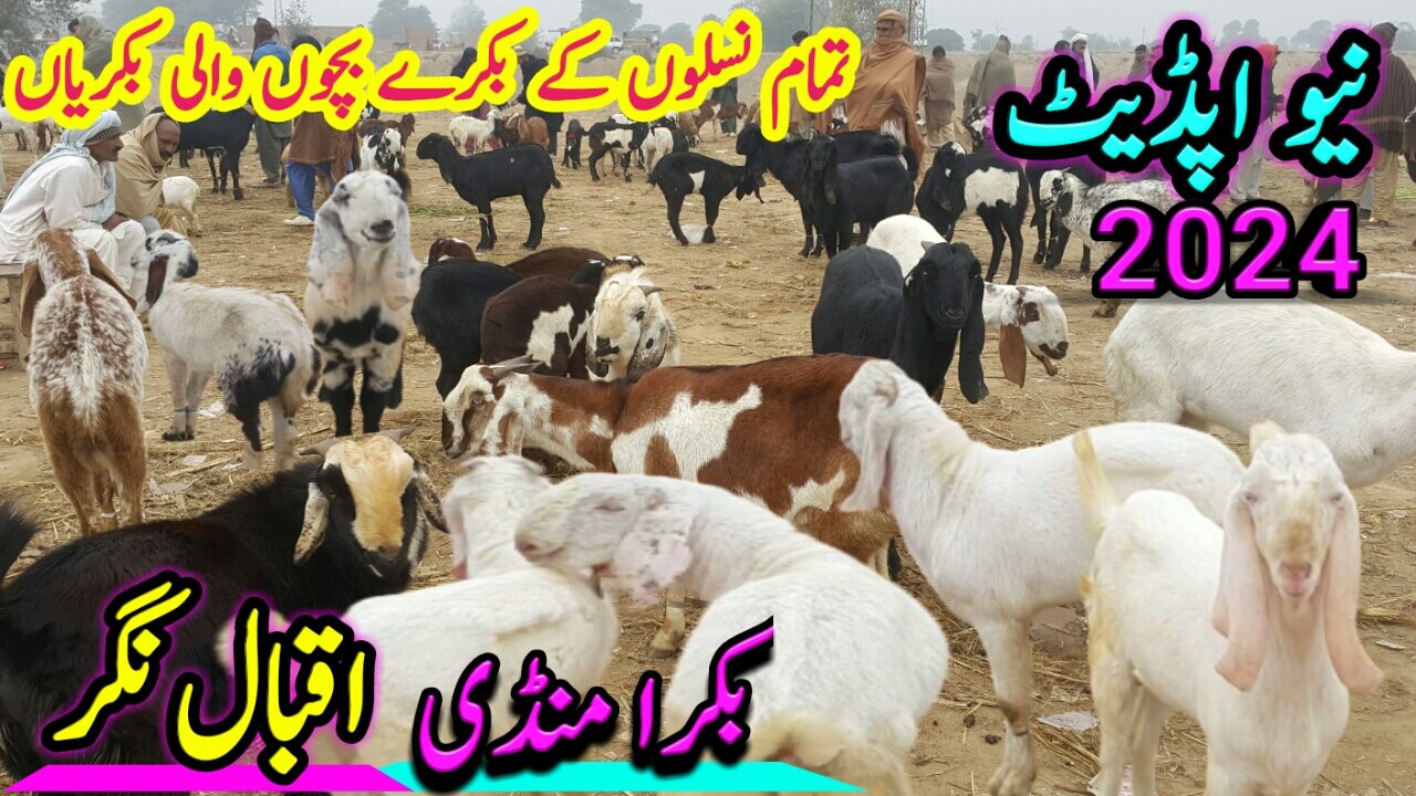 Bakra Eid Mandi 2024 | Mandi Iqbal Nagar | New update 2024 | Bakra price |Pakistan All mandi update