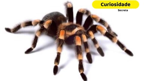 Curiosidades Sobre Aranhas