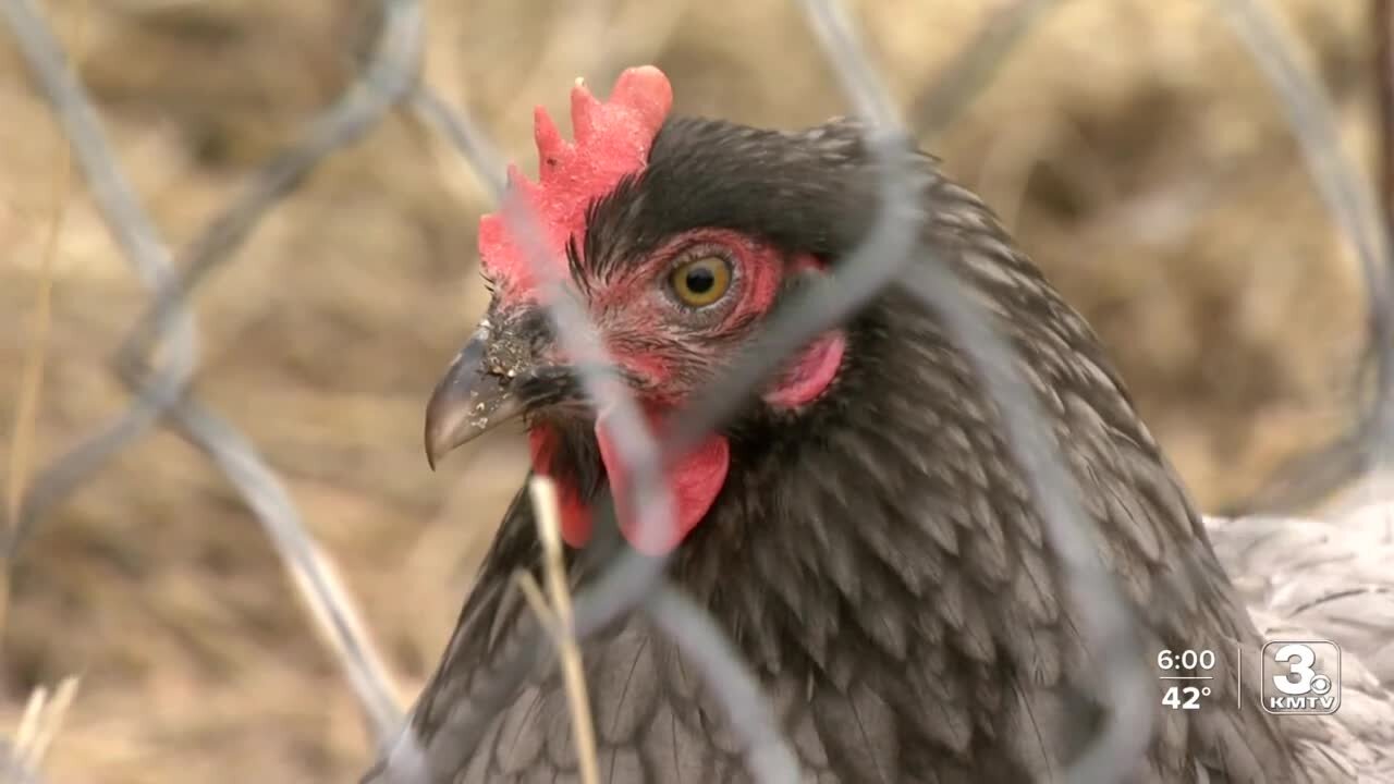 Nebraska farmers take precaution amid bird flu outbreaks