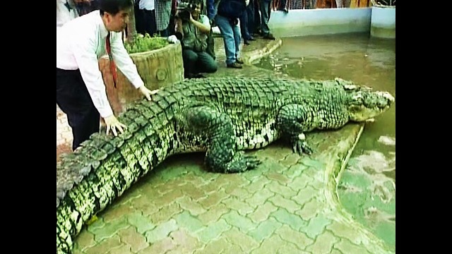 World's Largest Crocodile