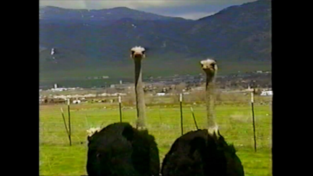 LBF's and the Ostriches