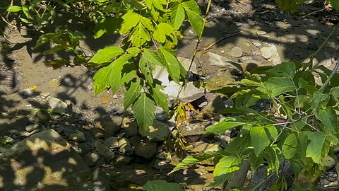 Gold Finch favourite bathing spot