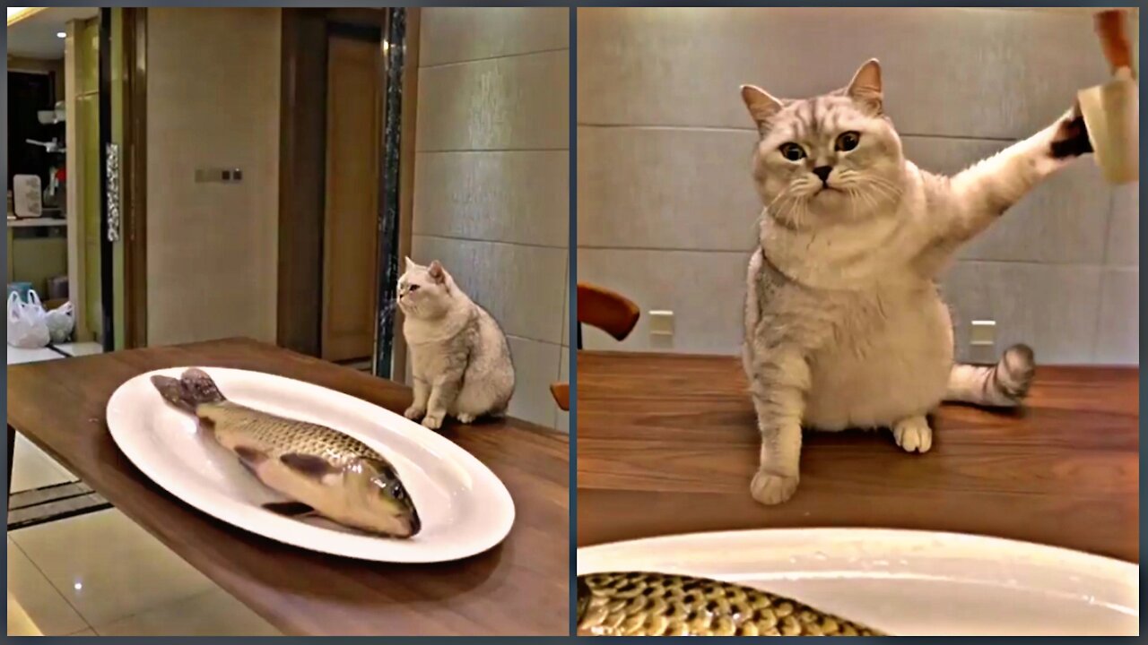 What Happens When You Leave A Cat With a Fish On the Table