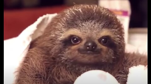 Baby Sloths Being Sloths - FUNNIEST Compilation