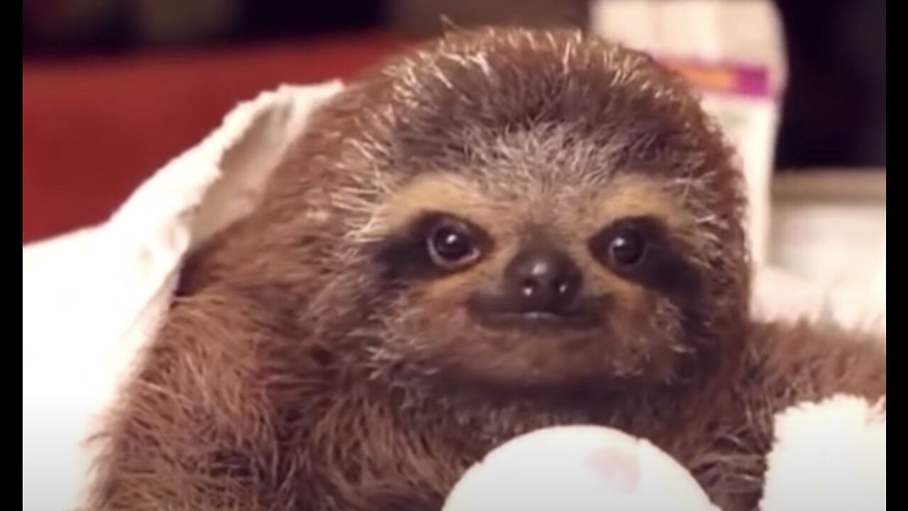 Baby Sloths Being Sloths - FUNNIEST Compilation