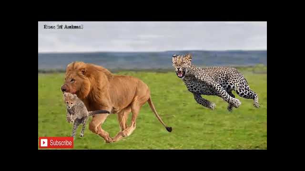 Epic battle of Animal 2019 - Mother Cheetah try rescues the Cubs from Lion - Hyena vs Wild dog, Lion