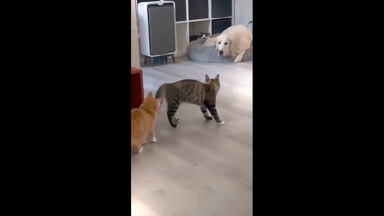 cat and dog fun