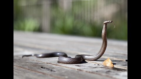 How we catch snakes in Africa