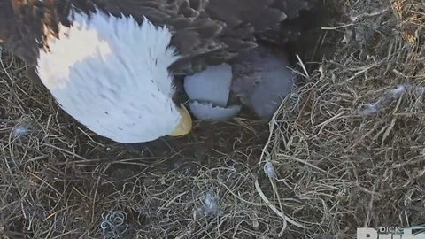 Eaglet hatches in North Ft. Myers