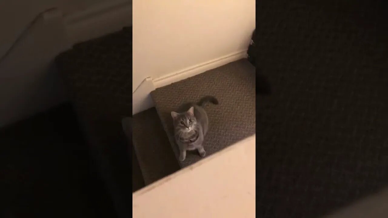 Cats can jump quite high