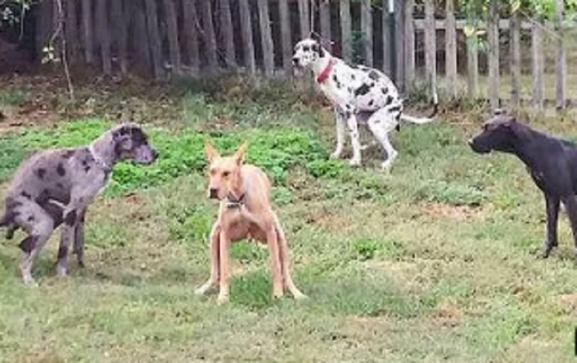 Funniest Dogs and Cats Clips