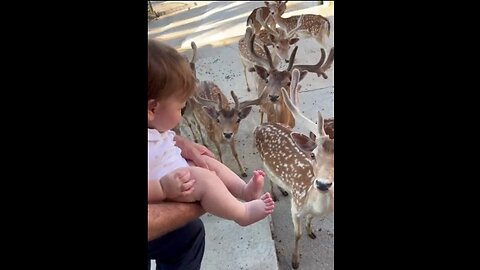 Curious Deer Make Little One Giggle