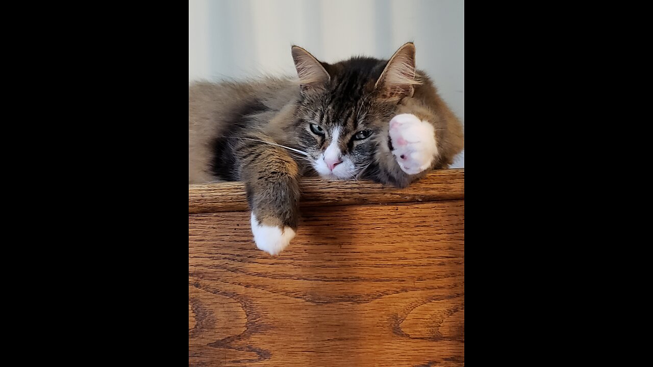 Petunia Playing With Her Sister Rosie The Shihtzu(Featuring Petunia The Norwegian Forest Cat)