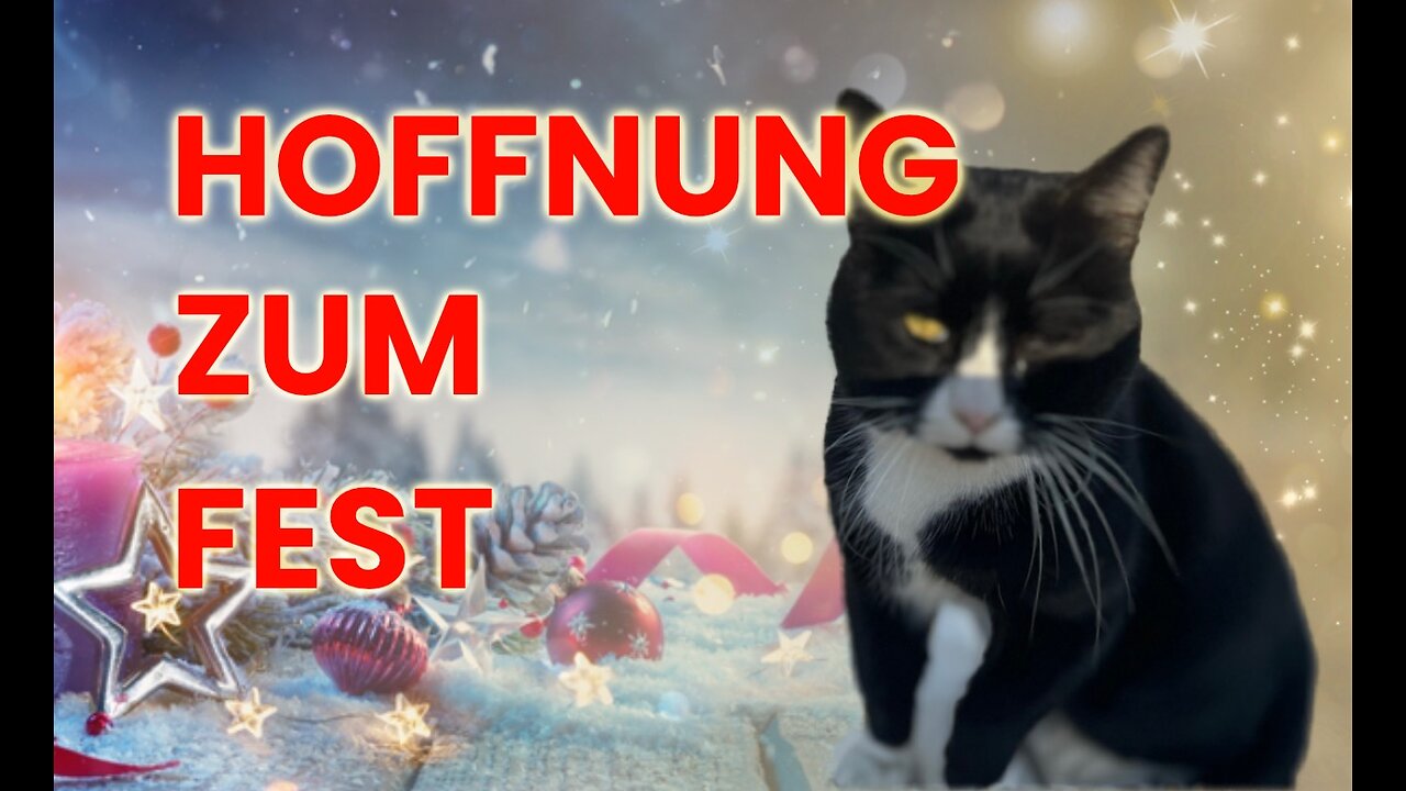 Kampf ums Augenlicht: Straßenkater Kusja und mein ganz persönliches kleines Weihnachtswunder