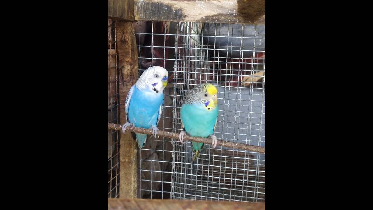 Parrot 🦜 babys