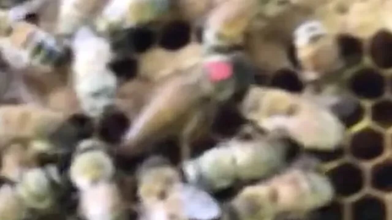 July 15, 2019 Hives 8,7,6 & 5 (new mated queen?)