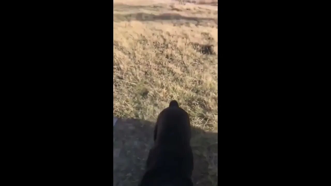 Difference between a husky and other dogs in a nutshell
