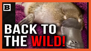 G'day, Mate! Orphaned Platypus Released from Animal Sanctuary Back into the Wild